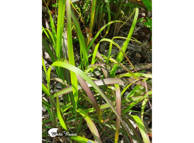 Miscanthus sinensis   'Navajo'